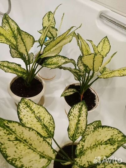 Аглаонема ферст даймонд