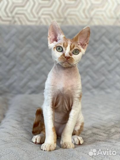 Котята Девон Рекс