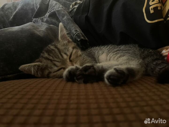 Котёнок
