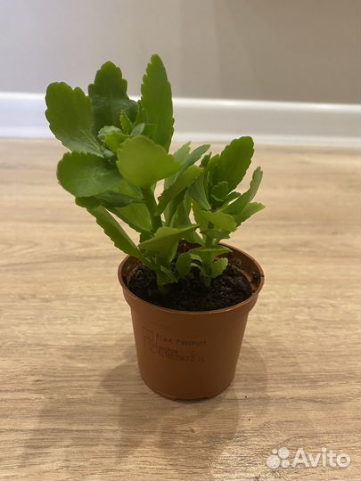 Каланхоэ цветущий