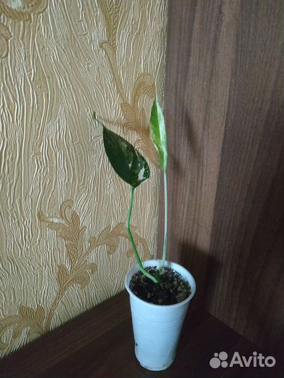 Эпипремнумы (сциндапцус)