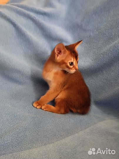 Абиссинские котята