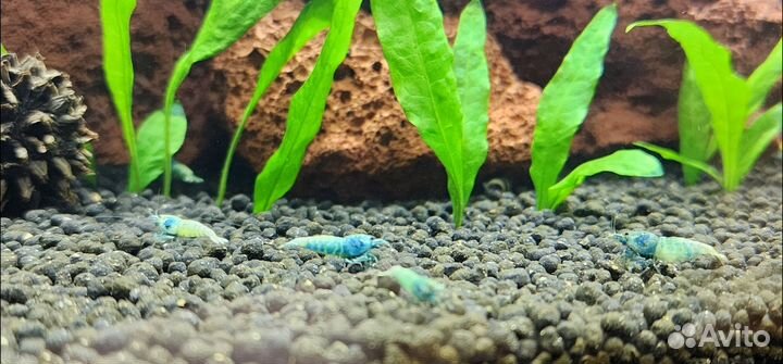 Аквариумные креветки