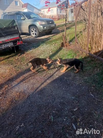 Продаю щенков немецкой овчарки