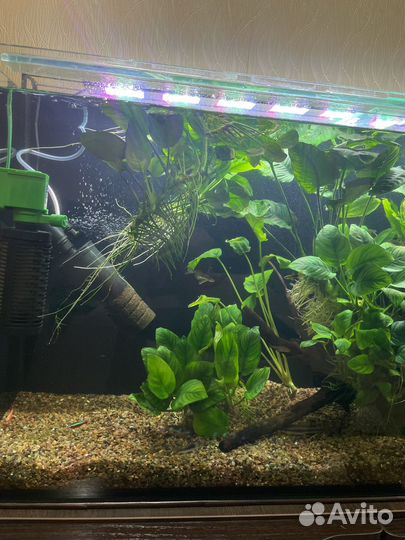 Аквариумные растения