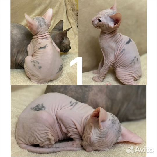Донской сфинкс котята