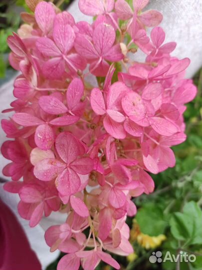 Метельчатая гортензия Vanilla Fraise/Ванилла Фрейз