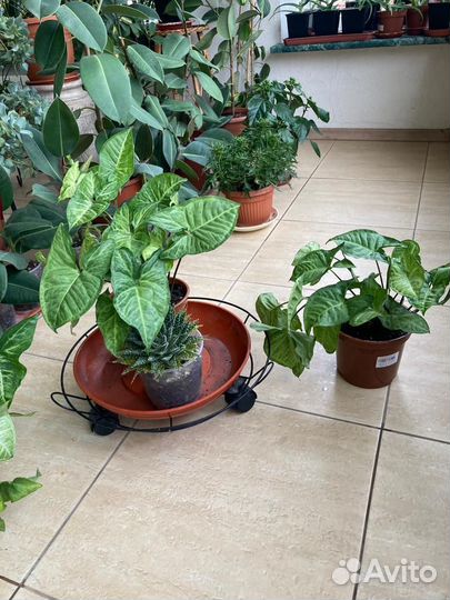 Гибискус, сциндапсус, сингониум