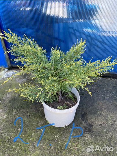 Хвойных растений