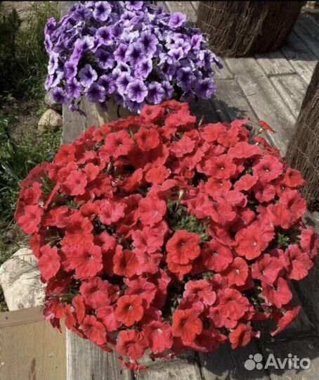 Петуния ампельная и каскадная, рассада