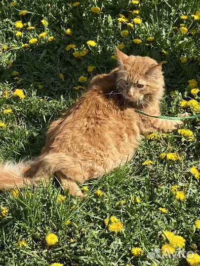 Кот, в добрые руки