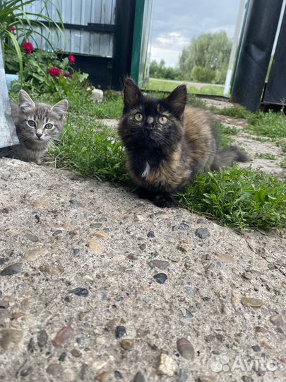 Домашние котята