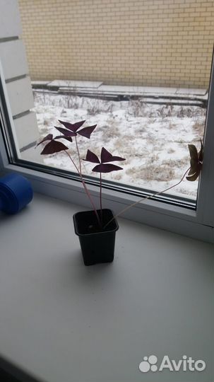 Кислица треугольная (Оксалис)