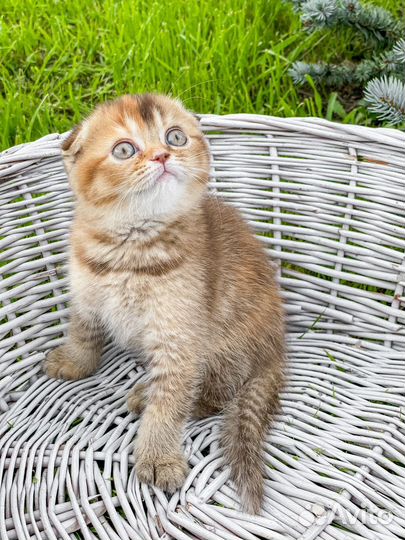 Шотландские малыши