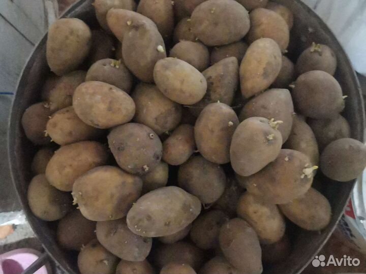 Семенной картофель