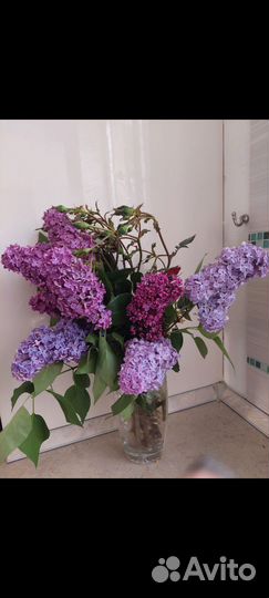 Саженцы сирени