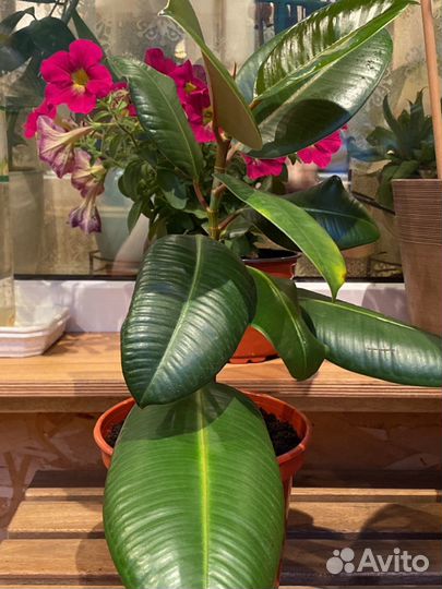 Фикус Мелани Melany