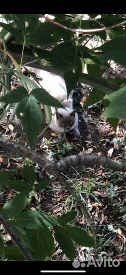 Потерялась кошка