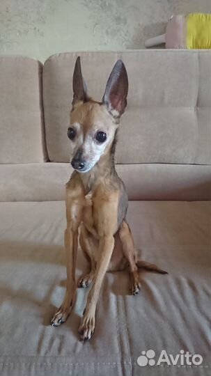 Передержка собак мелких пород