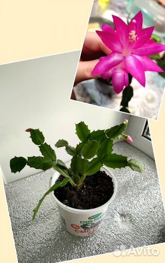 Декабристы с бутонами