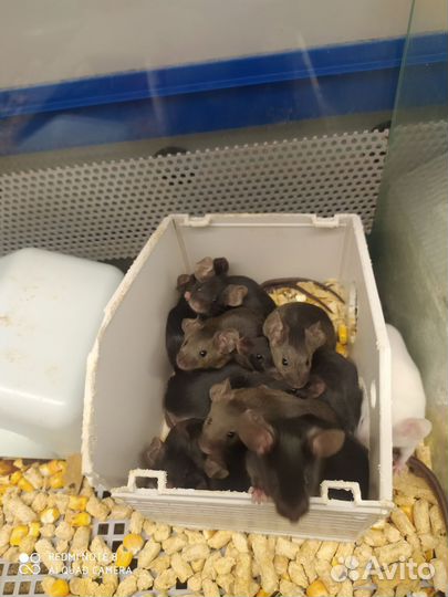 Песчанка, мышки, крыски Дамбо