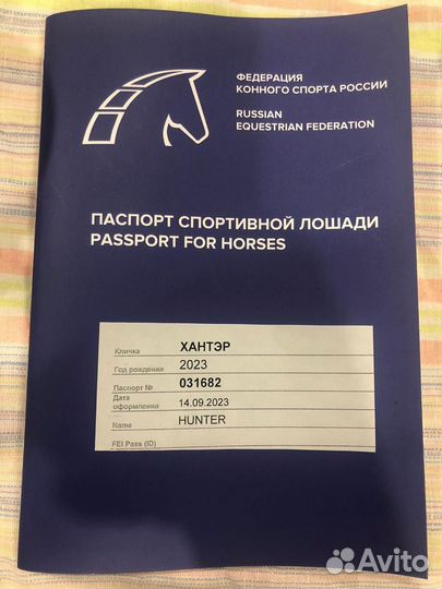 Продажа жеребчика