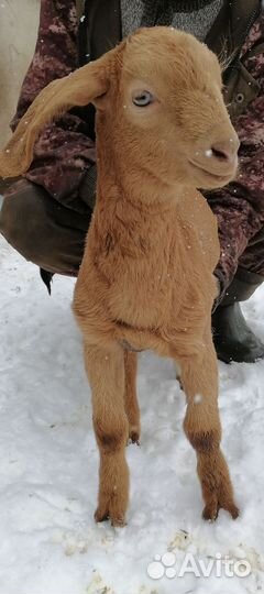 Козочка нубо калахари