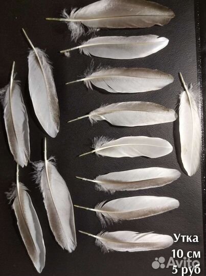 Перья птиц