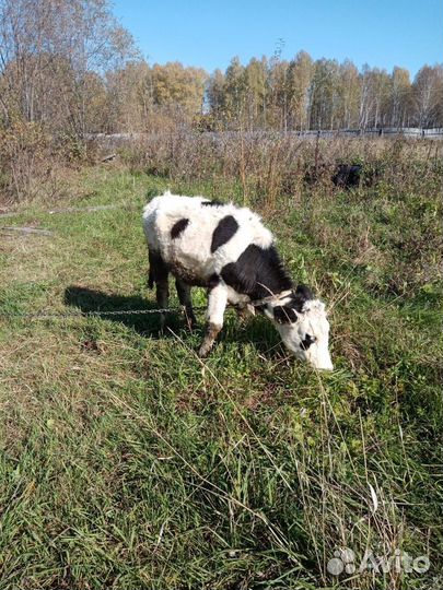 Телочка 7мес