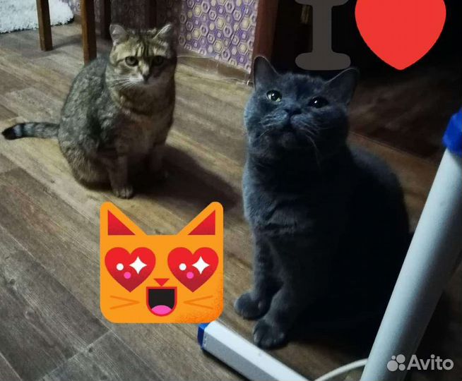 Платная передержка домашних животных.Выгул собак