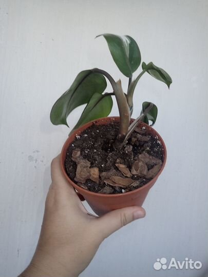 Филодендроны белые рыцари-принцы