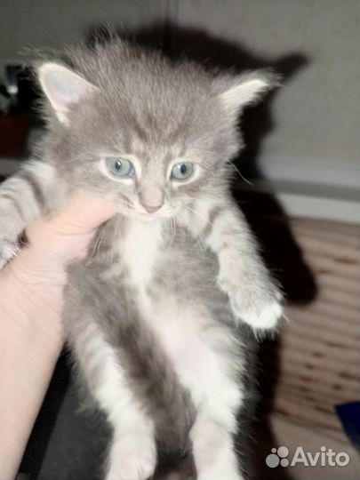 Котята в добрые руки бесплатно