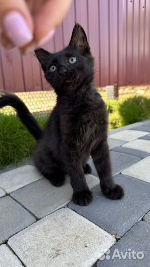 Котенок мальчик