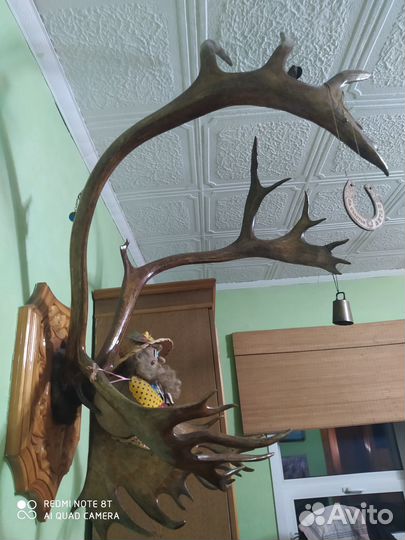 Продам рога оленя
