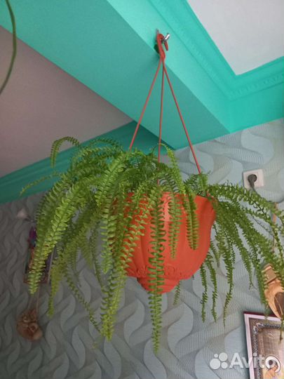 Комнатные растения