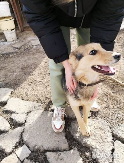 Собака в добрые руки