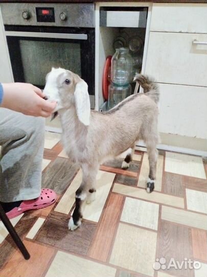 Нубийская козочка