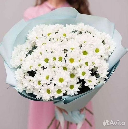 Хризантема