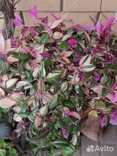 Традесканции, Рео Триколор