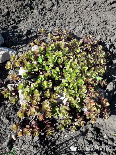 Очиток седум (многолетник)