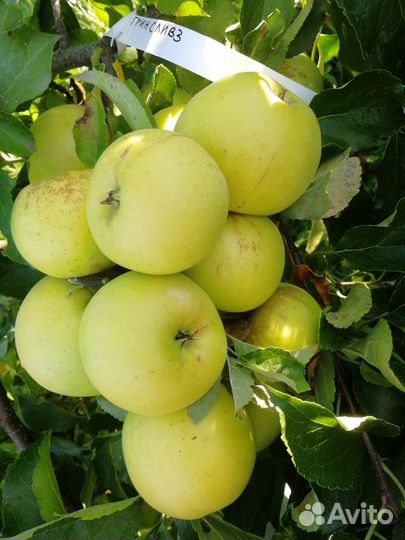 Саженцы и черенки плодовых деревьев и винограда