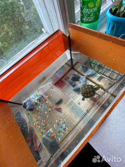 Красноухая черепаха с аквариумом