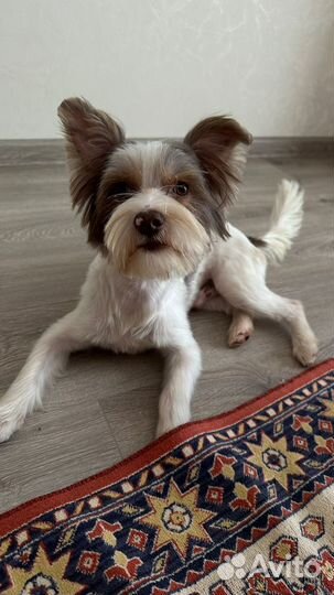 Йоркширский терьер щенки