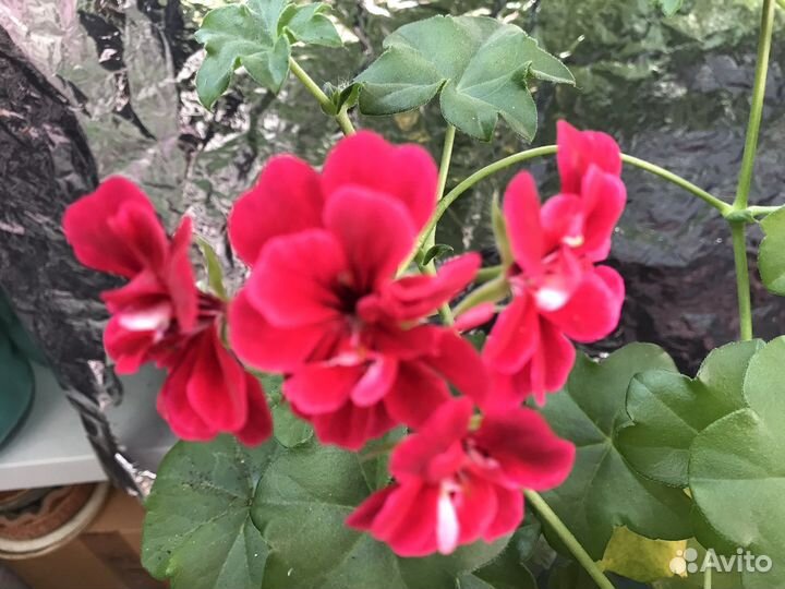 Герань набивная,обычная и ампельная