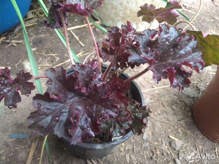 Гейхеры, хосты