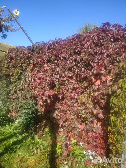 Девичий виноград