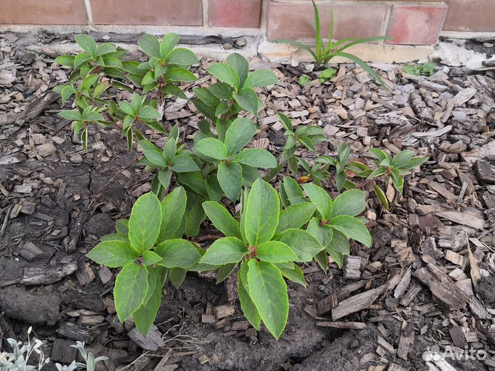 Гортензия ванилла фрейз