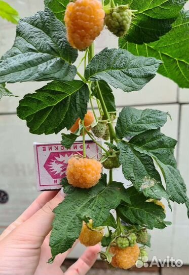 Малина рем Жёлтый гигант (саженцы)