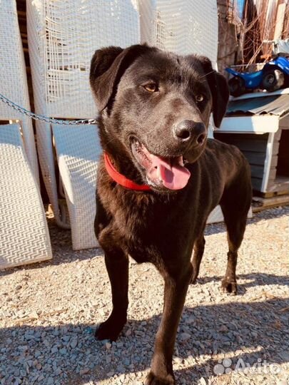 Собака помесь лабрадор друг компанбон