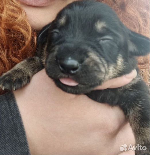 Щенок в добрые руки